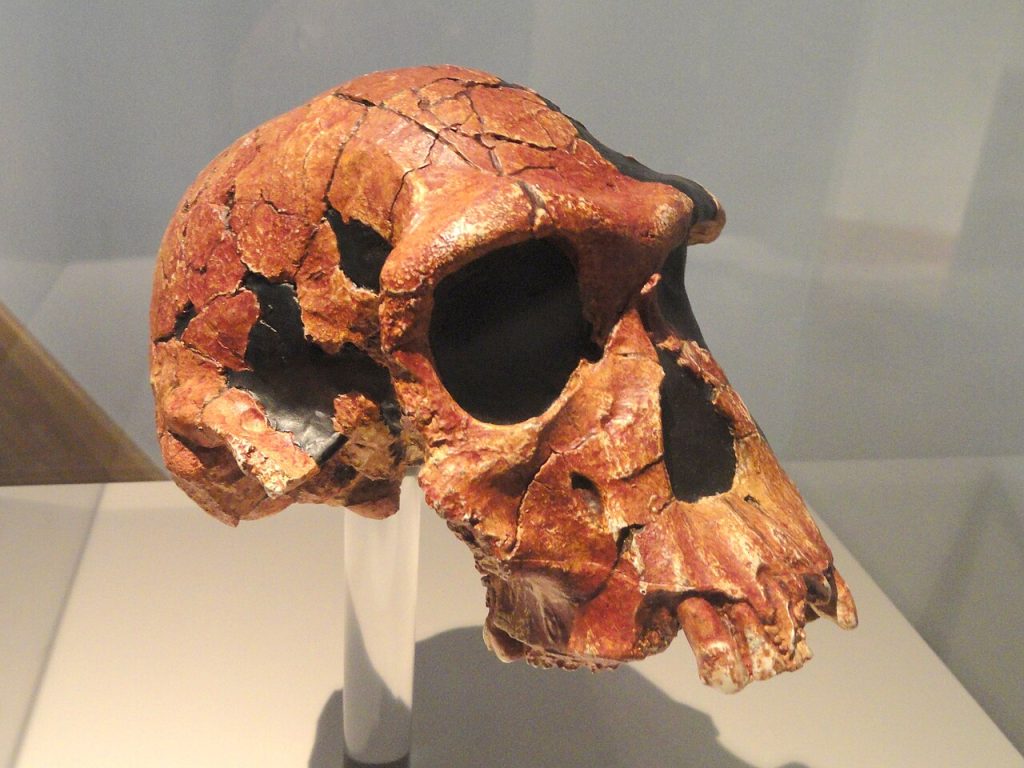 The Human Brain: Evolution’s Brilliant, Fragile Compromise A fossilised early human skull on display