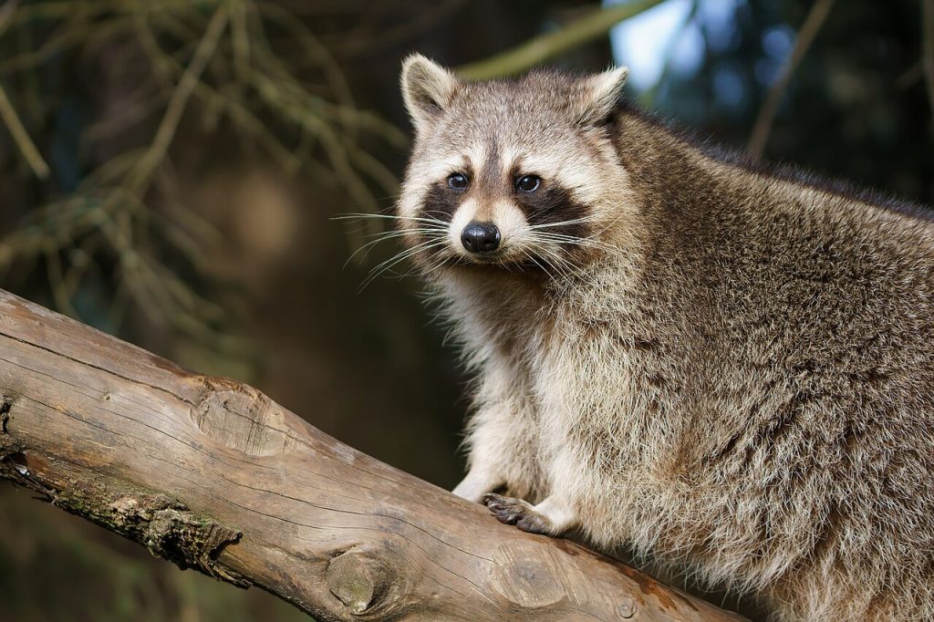 A Raccoon Attack, a 91-Year-Old, and a Vaccine Bill She Couldn’t Absorb A raccoon resting on a tree branch